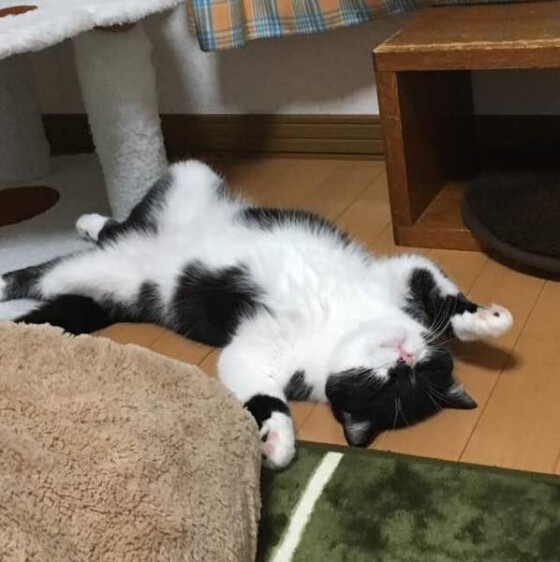 猫 ( ねこ )の 写真 ( 画像 )-スコティッシュフォールド 樹輝(たつき) ヘソ天 -3127