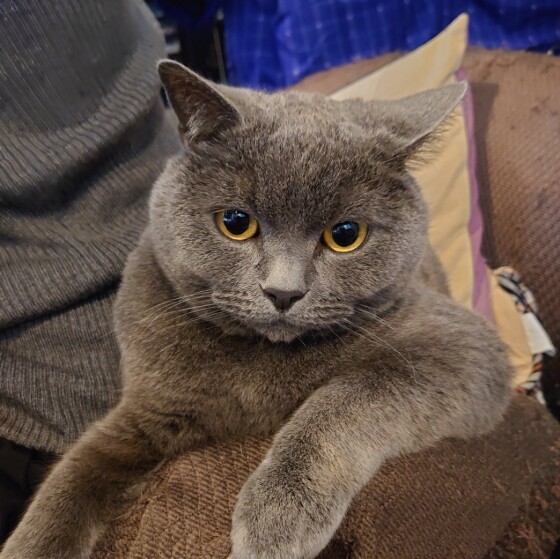  ブリティッシュショートヘア その5 